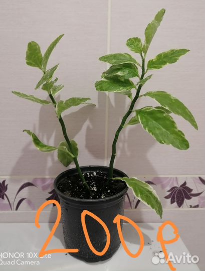 Педилантус