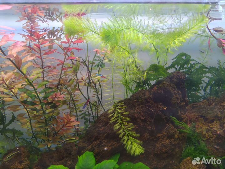 Растения длинностебельные водоросли для аквариума