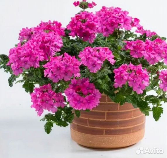 Рассада, черенки петунии и ампельных садовых