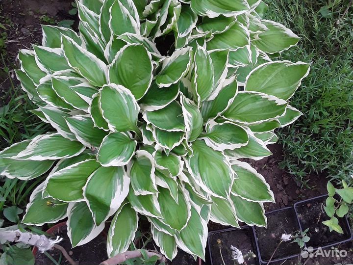 Хосты разные