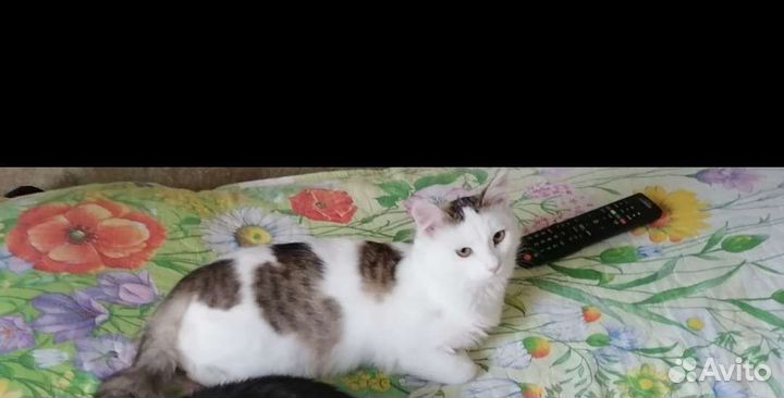 Котик