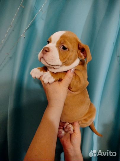 Американский булли