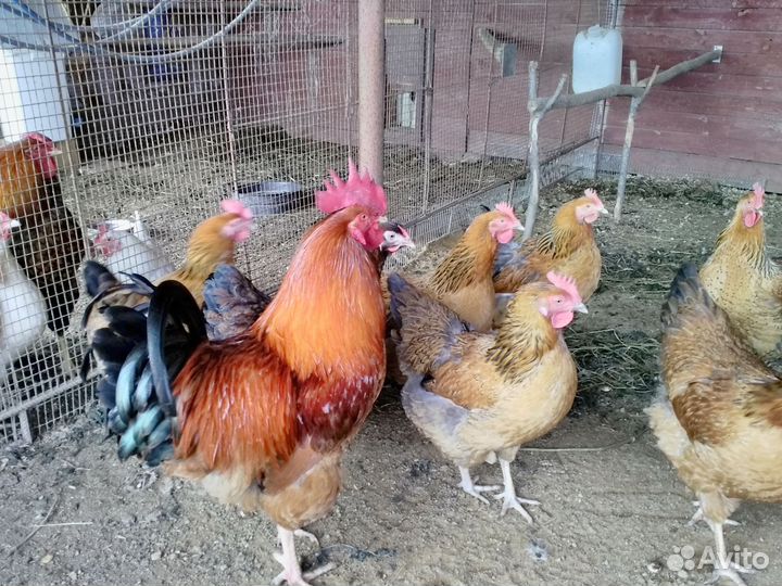 Цыплята породных кур