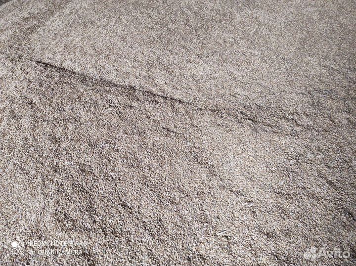 Зерно ячмень