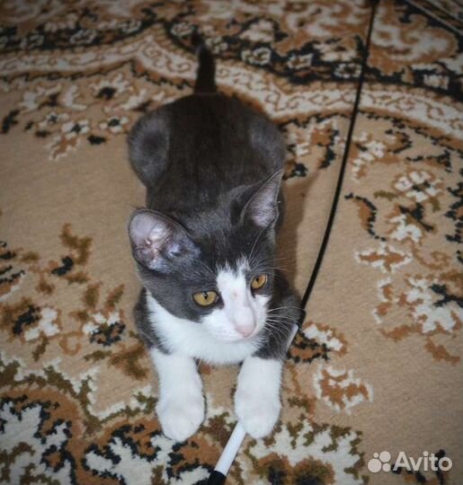 Котёнок Сота