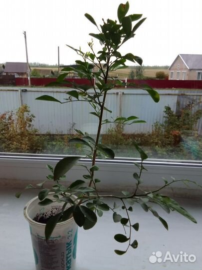 Мурайя (мурая)