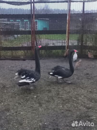 Чёрные лебеди