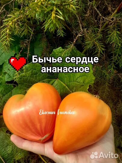 Семена томатов бычье сердце 10 сортов