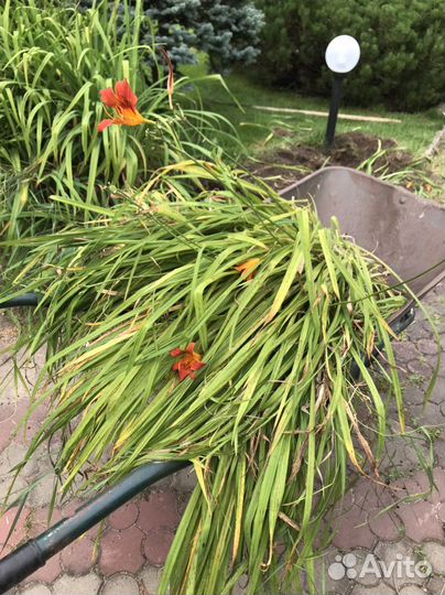 Лилейник очень большие кусты