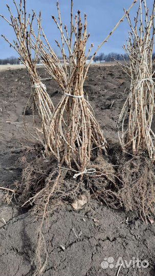 Саженцы черной смородины