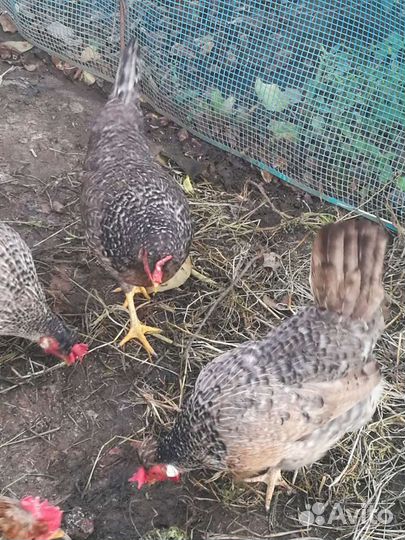 Инкубационное яйцо