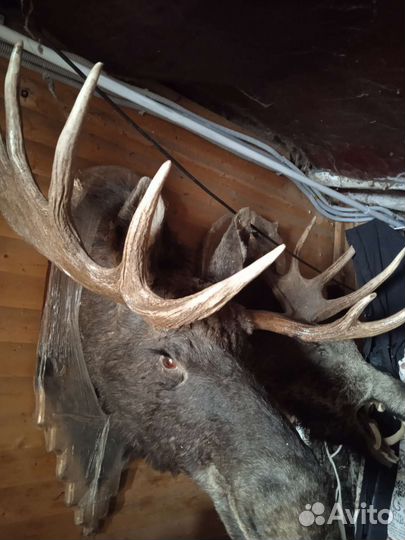 Чучело головы лося