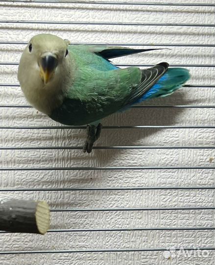 Попугай розовощекий неразлучник слайта синий