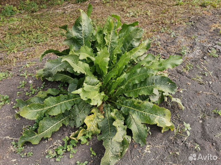 Корень хрена. Хрен ядрёный, домашний