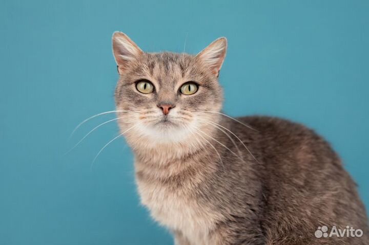 Метис британской породы Вера в добрые руки