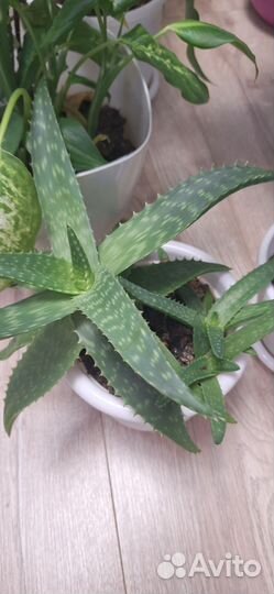 Цветы комнатные