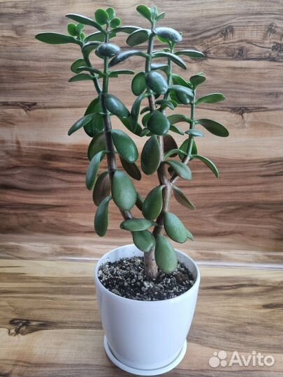 Толстянка (крассула овата)