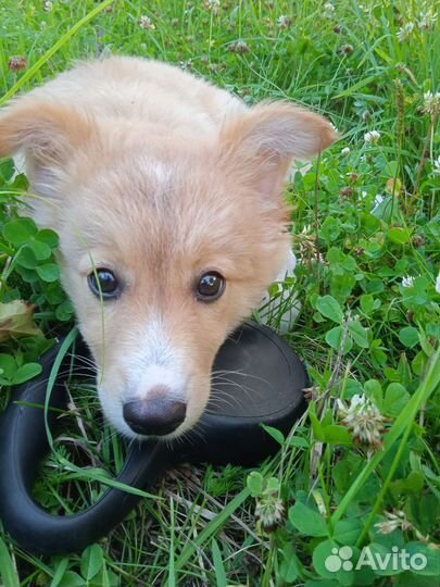 Собака в добрые руки щенок