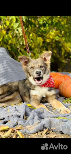 Щенок в добрые руки бесплатно