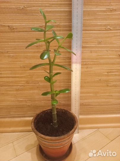 Денежное дерево