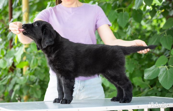 Щенки прямошерстного ретривера