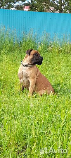 Южнойафриканский бурбуль