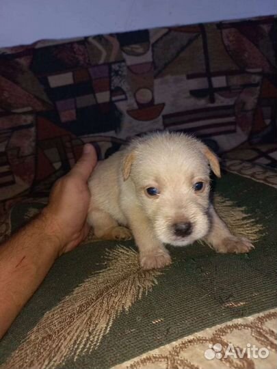 Собака щенки щенок верный друг в добрые руки