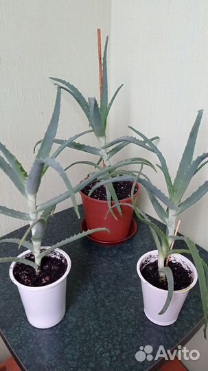 Алоэ лечебный