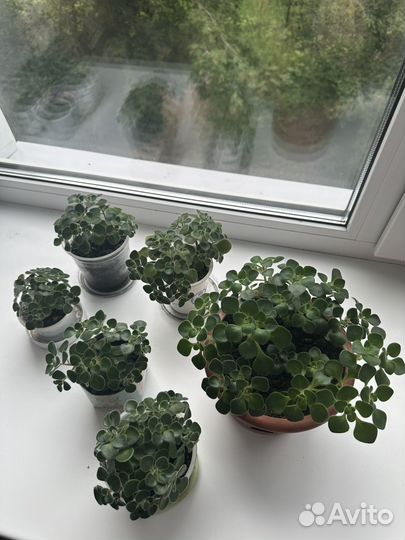 Аихризон дерево любви и счастья