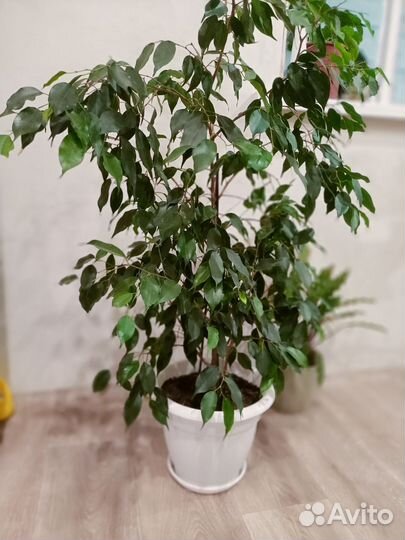 Фикус Бенджамина