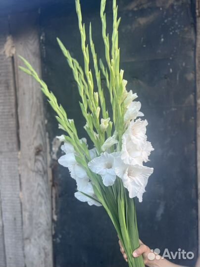 Гладиолус луковицы