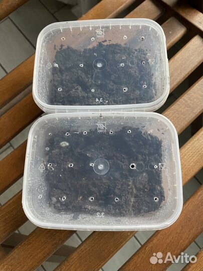 Черви для рыбалки