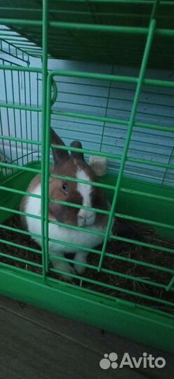 Передержка домашних животных