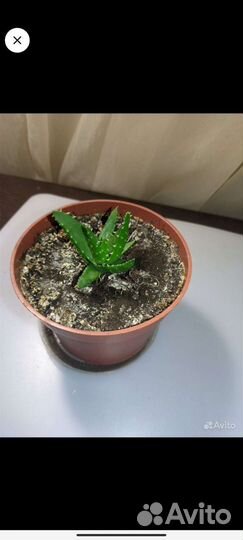 Суккуленты