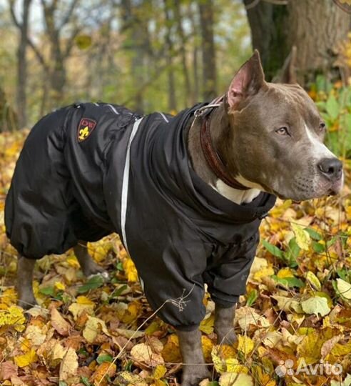 Одежда для средних собак