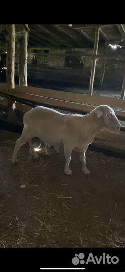 Северо кавказский меринос