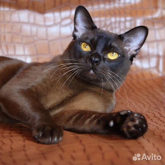 Бурманская