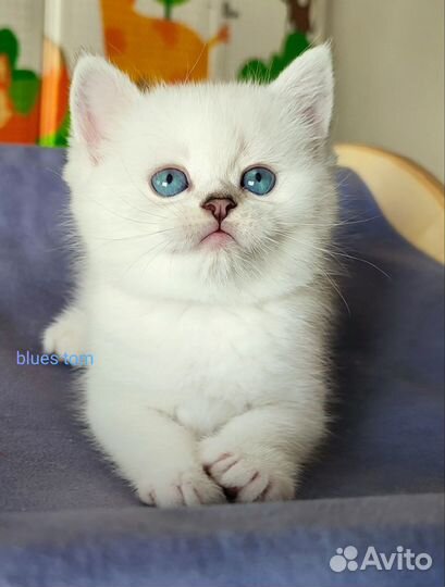 Котик шотландский