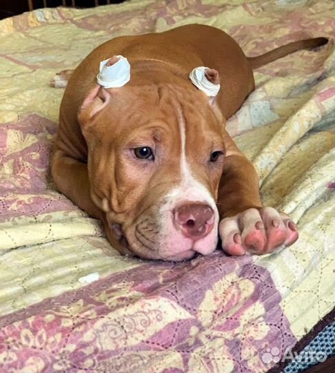 Щенок булли