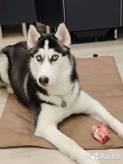 Собачья шерсть, пух, подшёрсток. Сибирский хаски