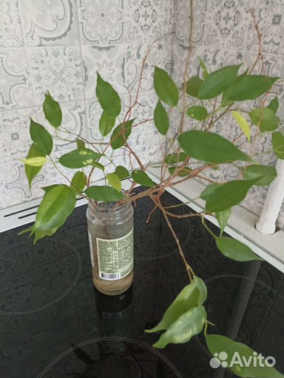 Фикус бенджамина