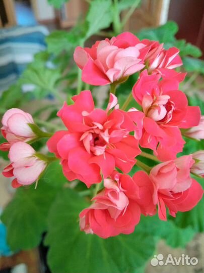 Пеларгонии, герани розебудные