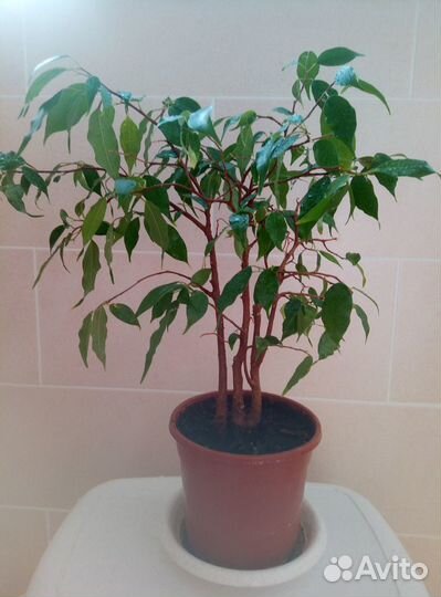 Фикус Бенджамина