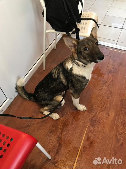 Собака охранница