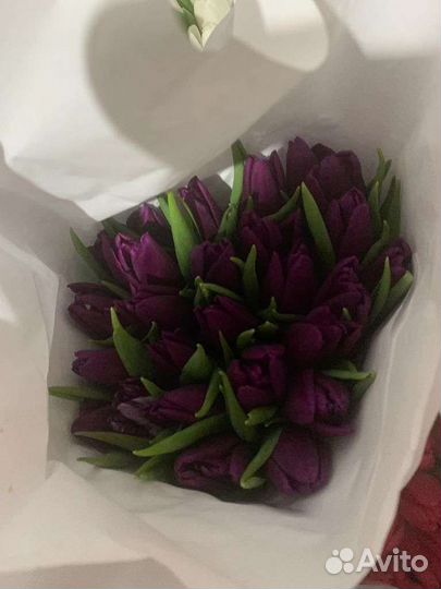 Тюльпаны к 8 марта