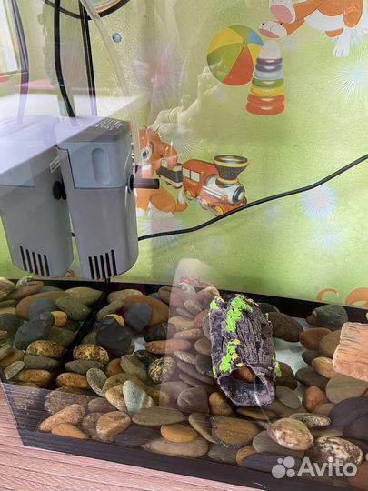 Продам аквариум с рыбками и всем нужным для них