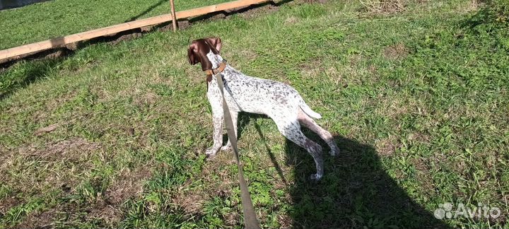 Немецкий курцхаар, с документами. Вязка