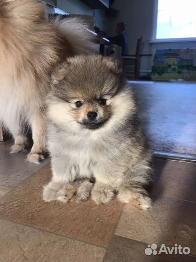 Передержка собак и кошек зоогостиница зооняня