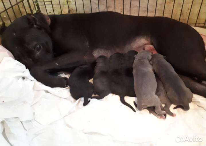 Питбуль-щенки