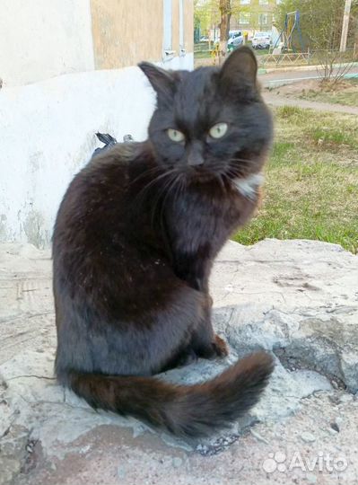 Котик в добрые руки